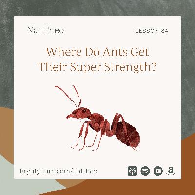Where Do Ants Get Their Super Strength? Lesson 84