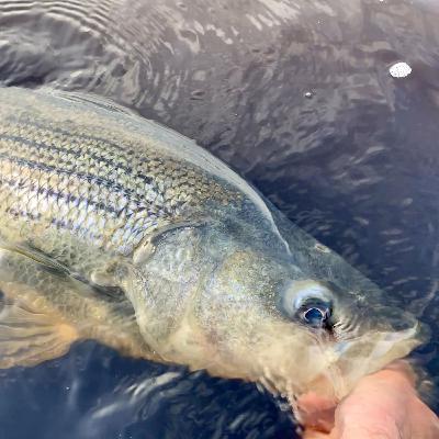 Big stripers and even bigger catfish