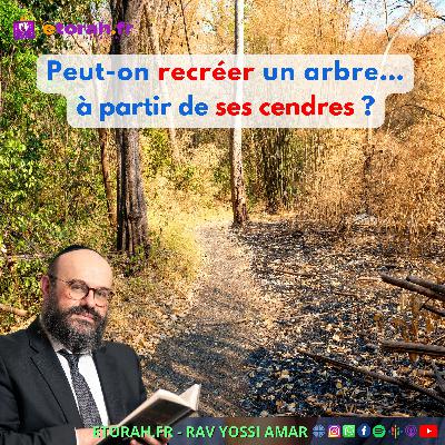 Iguérèt HaKodech Ch. 15 #1: Peut-on recréer un arbre… à partir de ses cendres ? Iguérèt HaKodech Ch. 15 #1: Peut-on recréer un arbre… à partir de ses cendres ?