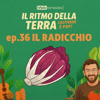 ep 36 - il radicchio