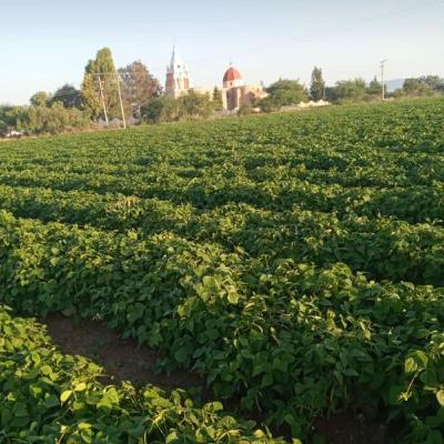 Distribución binomial