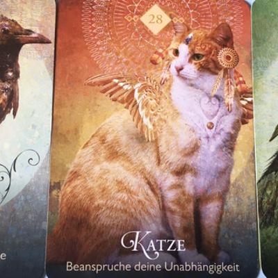 039 Krähe Katze Nachtigall - Frage: Tiere