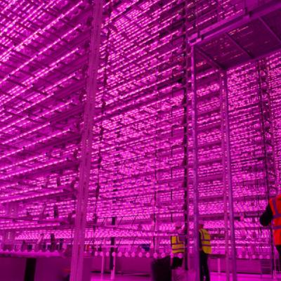 Is it green? the UK's newest vertical farm Is it green? the UK's newest vertical farm