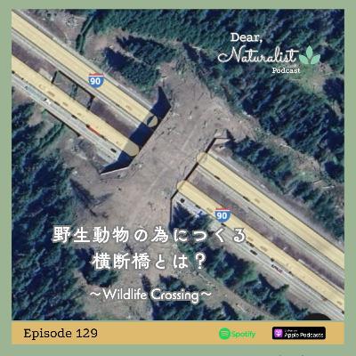#129. 野生動物の為につくる横断橋とは？～Wildlife Crossing
