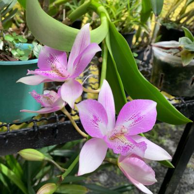 Mantenha a distância de seus vasos de orquídeas!