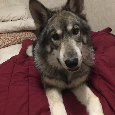 The Cry for Peace The Cry for Peace