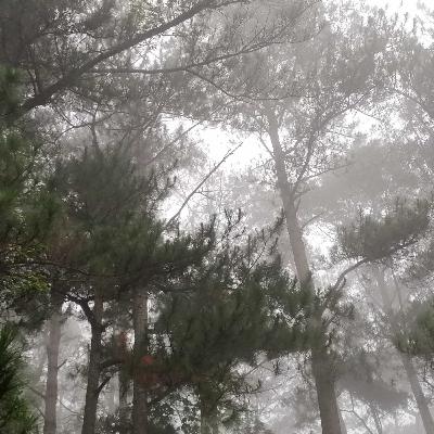 What is Essential Travel to Baguio? | Good Morning Baguio