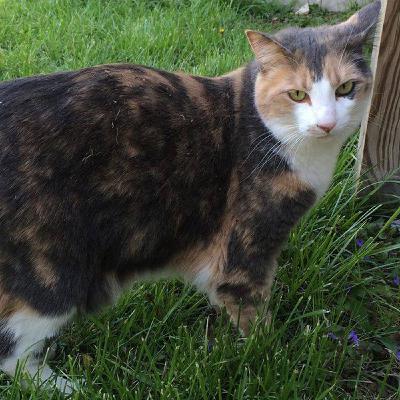 The Third Time Rita Left: A Lost Cat in Election Season