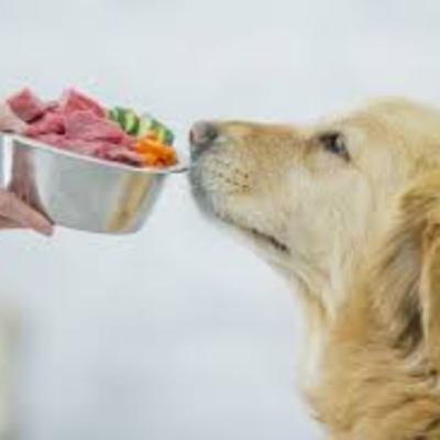 What all of the studies tell us about feeding pets raw meat based diets