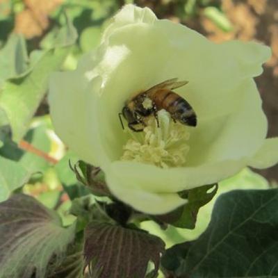 The Weight of Evidence: Brought Clarity to the Buzz About Pesticides and Pollinators The Weight of Evidence: Brought Clarity to the Buzz About Pesticides and Pollinators