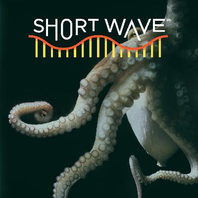 Untangling The Science of Octopus Arms