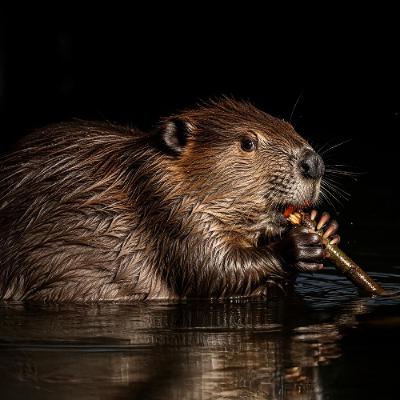 Beaver Moans and Cave Crip