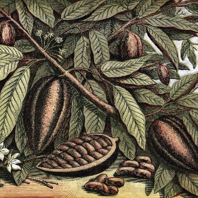 The Bitter History of Chocolate The Bitter History of Chocolate