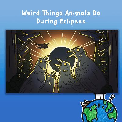 Weird Things Animals Do During Eclipses