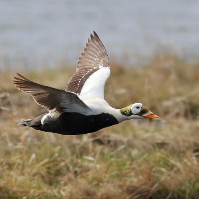 40. Holland, glasögonejder och Flock to Marion
