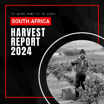 Harvest Report 2024 | South Africa | Winemaker interviews