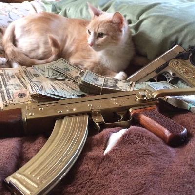 Cats and Guns