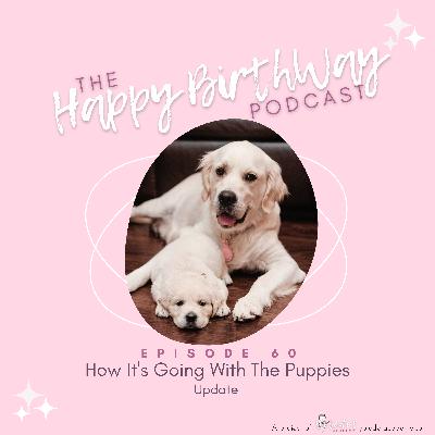 60. How It's Going With The Puppies