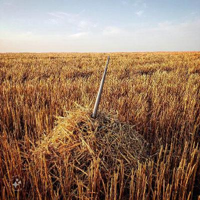 Finding a Fungal "Needle in a Haystack"