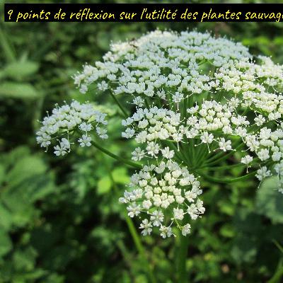 9 points de réflexion sur comment les plantes sauvages changent le monde (suite) 9 points de réflexion sur comment les plantes sauvages changent le monde (suite)