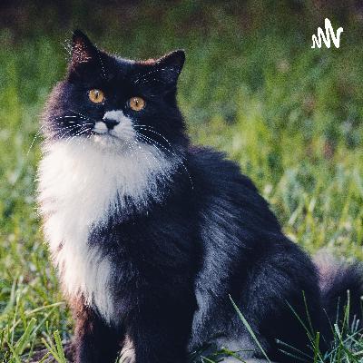 褒められもせず、苦にもされず。そういうモノに憧れて〼 (Trailer)