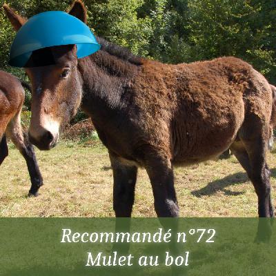 Recommandé n°72 - Mulet au bol Recommandé n°72 - Mulet au bol
