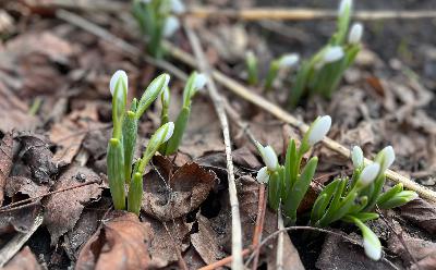 Snowdrops, robins, and Bob Marley
