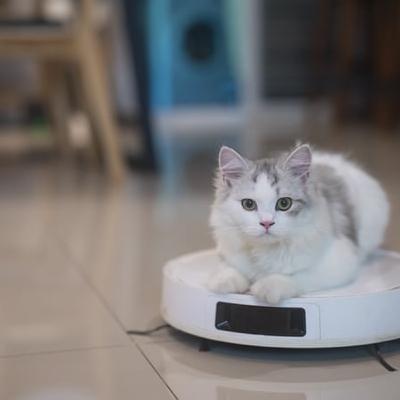 Are you making your pet fat?