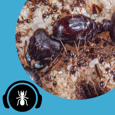 Carebara Diversa Full Care Guide! | The Ant Podcast Care Guide Edition #1