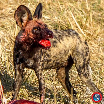 Day 5 – Botswana Safari in Moremi Game Reserve