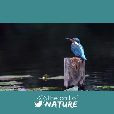 Episode 10 "Woozy Wasps and a Wild Romance"