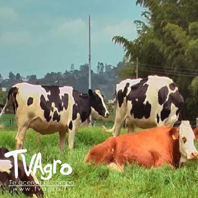 Sabe usted Como Tecnificar su Hato Ganadero - TvAgro por Juan Gonzalo Angel