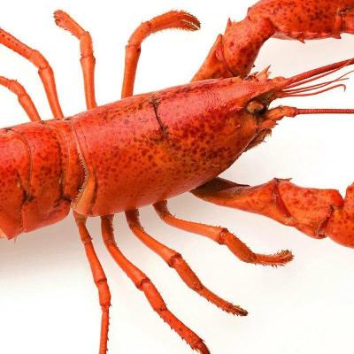 Lobster pidcast 1