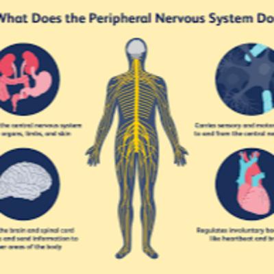 Nervous System