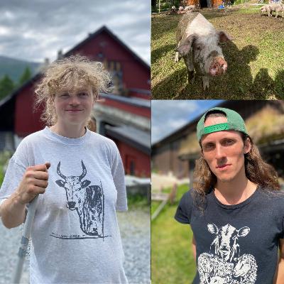 Griseprat i Hemsedal. LIVEPOD om etikk, ansvar, og dyrs egenverdi med dyrevernsaktivist Tor Grobstok og grisebonde Margit Fausko