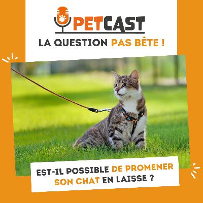 Est-il possible de promener son chat en laisse ?