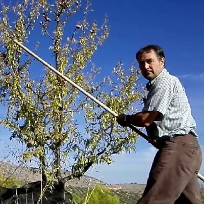 Recoger almendras por primera vez: lo que nadie te cuenta si eres de ciudad Recoger almendras por primera vez: lo que nadie te cuenta si eres de ciudad