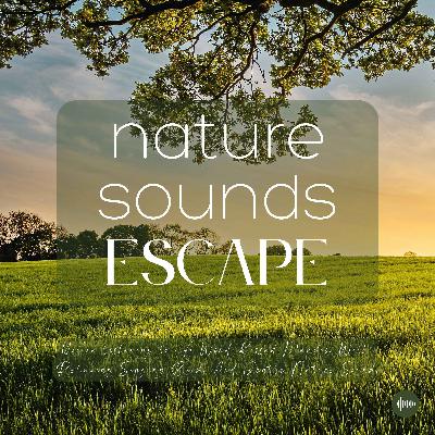 A Wind-Kissed Meadow With Relaxing Singing Birds & Nature Sounds | Nature Sounds For Sleep, Meditation, Relaxation, Studying Or Focus | Sleep Music, Sleep Sounds, Study Music, Sleep Fast, White Noise For Sleep, Zen, Rainfall, ASMR, Musique Pour Dormir
