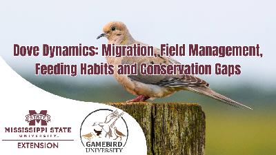 Dove Dynamics: Migration, Field Management, Feeding Habits, and Conservation Gaps | Gamebird University #3