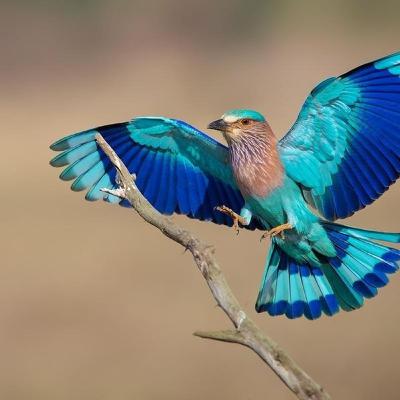 Introductory episode