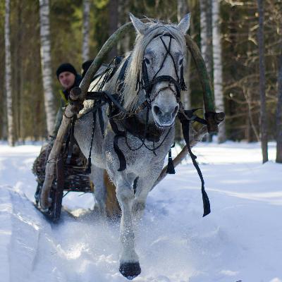 Rudolph, Jingling Horses, and Six Geese a Laying: Six Popular Christmas Songs Analyzed by an Animal Rights Activist