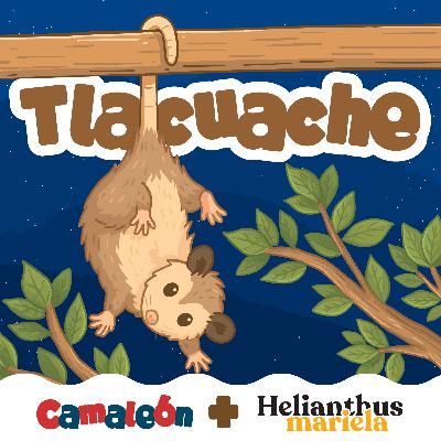 Tlacuaches: maestros del engaño Tlacuaches: maestros del engaño