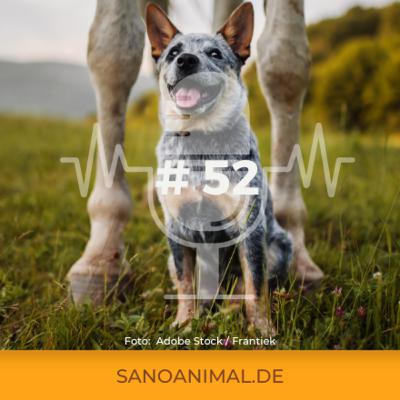 Sanoanimal Podcast #52 - Pferd & Hund – ein Dreamteam oder unterschätztes Risiko?