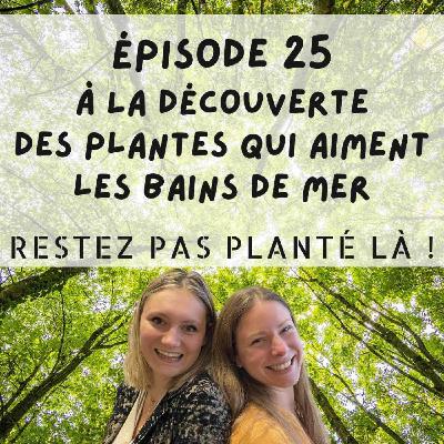 À la découverte des plantes qui aiment les bains de mer À la découverte des plantes qui aiment les bains de mer