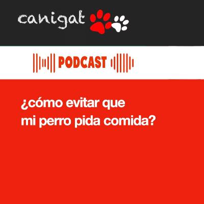 124 -¿Cómo evitar que mi perro pida comida?