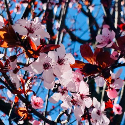 Ep. 15 - How to Become Enlightened Ep. 15 - How to Become Enlightened