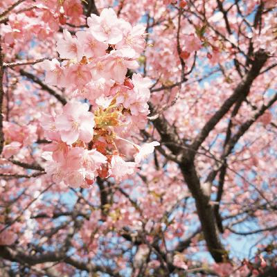 08 日本追樱全攻略：樱花难民年年有，反正今年我不当