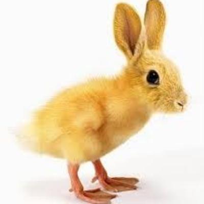 [S.2] Les Espèces Animales en Voie d'Apparition (E.A.VA) - pitch du concept - générique