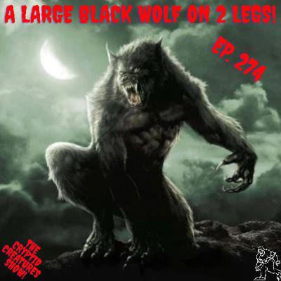A Large Black Wolf on Two Legs! EP. 274