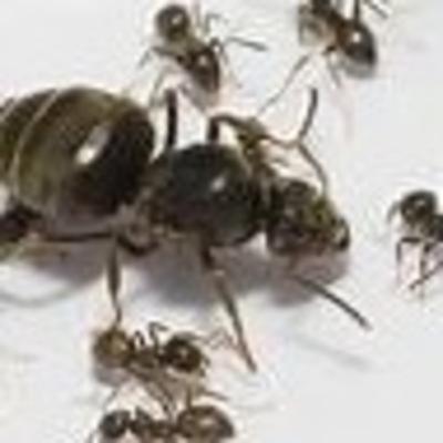 Lasius Niger | common black ant